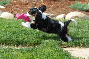 More puppy Gus