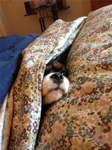 Gus under the covers